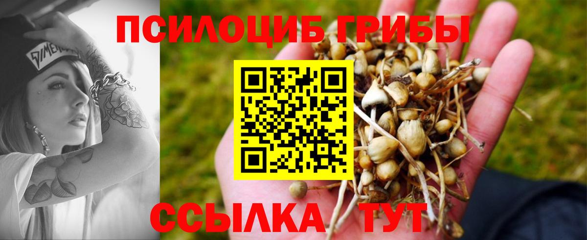 Псилоцибиновые грибы Psilocybe Десногорск